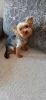 Photo №4. Mating yorkshire terrier in Ukraine. Announcement № 10869