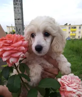 Photo №3. Chinese crested puppies. Russian Federation