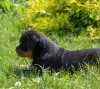 Additional photos: Rottweiler puppy - Viana Tanarotti