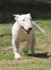 Additional photos: Miniature bull terrier puppies