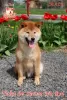 Photo №3. Shiba Inu male with FCI documents. Ukraine