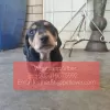 Photo №1. dachshund - for sale in the city of Tula | Is free | Announcement № 107028