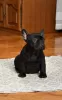 Additional photos: French bulldog