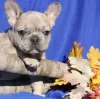 Photo №2 to announcement № 125627 for the sale of french bulldog - buy in United Kingdom 