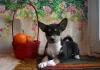 Additional photos: Basenji Champion Bloodlines Pups, FCI Pedigree