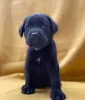 Additional photos: Cane Corso great bloodline champion puppies pedigree FCI