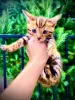 Additional photos: Wonderful Bengal kittens