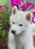 Photo №2 to announcement № 11582 for the sale of siberian husky - buy in Russian Federation breeder