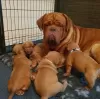 Photo №2 to announcement № 78622 for the sale of dogue de bordeaux - buy in Bulgaria 