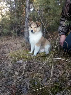 Photo №2 to announcement № 1789 for the sale of shetland sheepdog - buy in Russian Federation from nursery