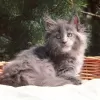 Photo №3. Maine coon kittens for sale. Serbia