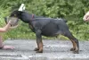 Additional photos: Doberman puppies from a lovely couple