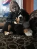 Additional photos: Bernese mountain dog puppies