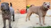 Photo №2 to announcement № 36075 for the sale of shar pei - buy in Lithuania private announcement