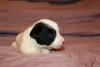 Additional photos: Jack Russell Terrier puppies