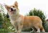 Photo №4. I will sell welsh corgi in the city of Москва. private announcement, from nursery, breeder - price - 1057$