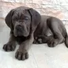 Photo №3. Cane Corso puppies. Serbia