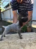 Photo №4. I will sell german wirehaired pointer in the city of Крыловская. breeder - price - negotiated