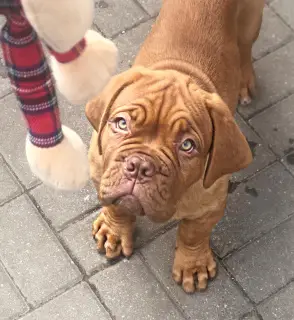 Photo №1. dogue de bordeaux - for sale in the city of Minsk | 800$ | Announcement № 2529