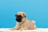 Photo №3. Pug puppy. Russian Federation