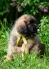 Additional photos: Leonberger puppies