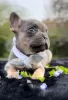 Photo №3. Blue French Bulldog. Serbia