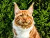 Photo №1. maine coon - for sale in the city of New York | 800$ | Announcement № 80351