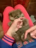 Photo №1. pomeranian - for sale in the city of Poltava | 2500$ | Announcement № 16042