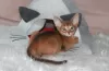 Photo №1. abyssinian cat - for sale in the city of Minsk | 491$ | Announcement № 39549