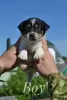 Additional photos: Puppies Jack Russell from the kennel