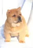 Photo №2 to announcement № 8856 for the sale of chow chow - buy in Russian Federation private announcement