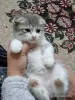 Photo №1. scottish fold - for sale in the city of Чирчик | 800000$ | Announcement № 121800