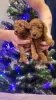 Photo №3. Miniature and Toy Poodle puppies. Poland