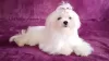 Photo №4. I will sell maltese dog in the city of Долинская. from nursery - price - negotiated