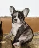 Additional photos: EXOTIC French Bulldog puppies