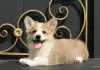 Photo №3. welsh corgi pembroke puppies from Champion. Russian Federation