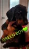 Additional photos: 5 Kc Reg Black & Tan Dobermans