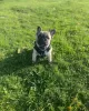 Photo №3. Bruno The French Bulldog. United Kingdom