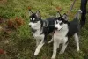 Photo №4. I will sell siberian husky in the city of Kherson. private announcement, breeder - price - 243$