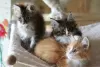 Photo №3. Healthy Main Coon kittens for Adoption. Spain