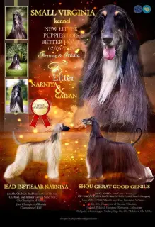 Photo №2 to announcement № 4300 for the sale of afghan hound - buy in Ukraine from nursery