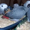 Photo №3.  African Grey nd macaw  parrots. Australia