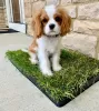 Photo №3. Beautiful Cavalier King Charles,. United States