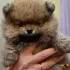 Photo №4. I will sell pomeranian in the city of Poltava. private announcement - price - 2500$