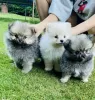 Photo №1. pomeranian - for sale in the city of Ennis | Is free | Announcement № 125489