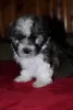 Photo №3. Havana Bichon (Havanese). Russian Federation