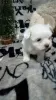 Photo №1. maltese dog - for sale in the city of Belgrade | negotiated | Announcement № 11569