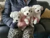 Photo №2 to announcement № 111887 for the sale of maltese dog - buy in United States breeder