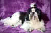 Additional photos: Shih tzu