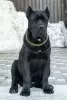 Photo №3. Cane Corso. Russian Federation